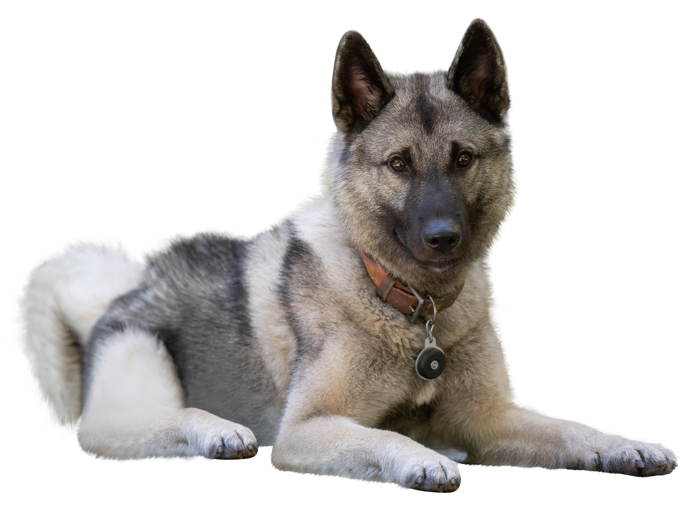 Click link to view Susi's Youtube page